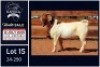 1 X BOER GOAT STUD BUCK Milamiek - 2