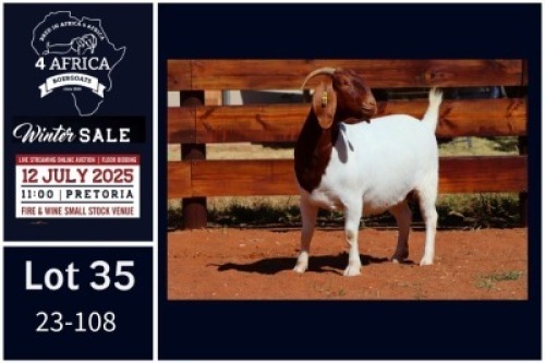 1 X BOER GOAT FLOCK DOE Milamiek