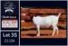 1 X BOER GOAT FLOCK DOE Milamiek - 2