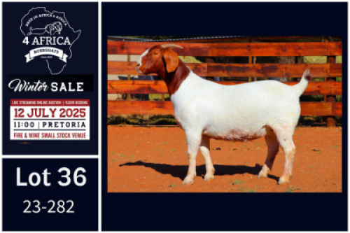 1 X BOER GOAT FLOCK ON TEAT DOE Milamiek