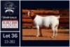 1 X BOER GOAT FLOCK ON TEAT DOE Milamiek - 2