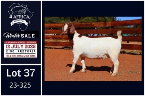 1 X BOER GOAT FLOCK ON TEAT DOE Milamiek