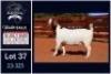 1 X BOER GOAT FLOCK ON TEAT DOE Milamiek