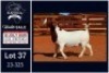1 X BOER GOAT FLOCK ON TEAT DOE Milamiek - 2