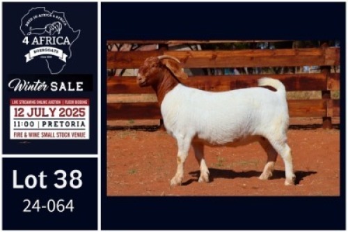 1 X BOER GOAT FLOCK DOE Milamiek
