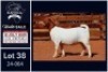 1 X BOER GOAT FLOCK DOE Milamiek