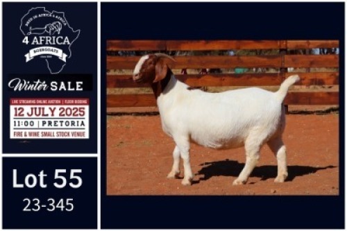 1 X BOER GOAT FLOCK ON TEAT DOE Milamiek