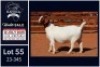 1 X BOER GOAT FLOCK ON TEAT DOE Milamiek