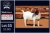 1 X BOER GOAT FLOCK ON TEAT DOE Milamiek - 2