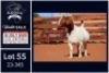 1 X BOER GOAT FLOCK ON TEAT DOE Milamiek - 3