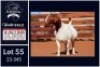 1 X BOER GOAT FLOCK ON TEAT DOE Milamiek - 4