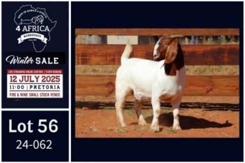 1 X BOER GOAT STUD DOE Milamiek