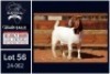 1 X BOER GOAT STUD DOE Milamiek