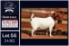 1 X BOER GOAT STUD DOE Milamiek - 2