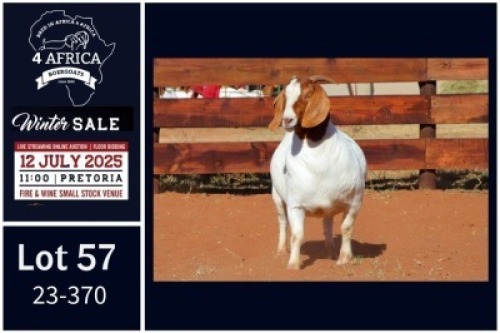 1 X BOER GOAT FLOCK ON TEAT DOE Milamiek