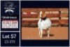 1 X BOER GOAT FLOCK ON TEAT DOE Milamiek