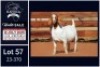 1 X BOER GOAT FLOCK ON TEAT DOE Milamiek - 2