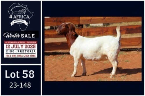 1 X BOER GOAT STUD DOE Milamiek