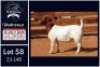 1 X BOER GOAT STUD DOE Milamiek