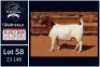 1 X BOER GOAT STUD DOE Milamiek - 2