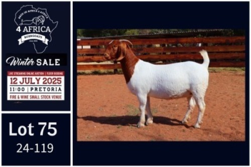 1 X BOER GOAT FLOCK ON TEAT DOE Milamiek