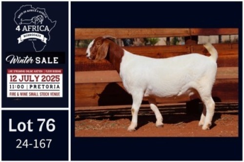 1 X BOER GOAT STUD DOE Milamiek