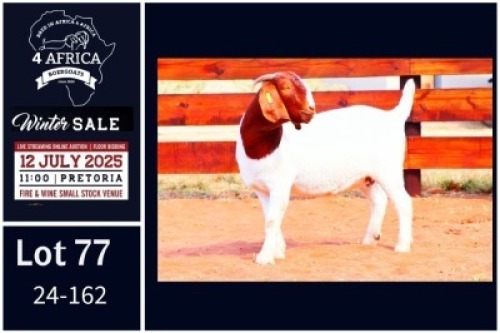 1 X BOER GOAT FLOCK ON COLOUR DOE Milamiek