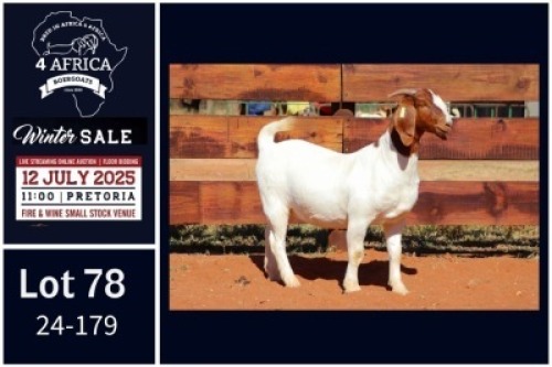 1 X BOER GOAT FLOCK DOE Milamiek