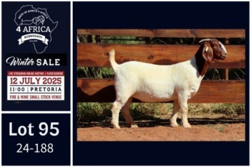 1 X BOER GOAT STUD DOE Milamiek
