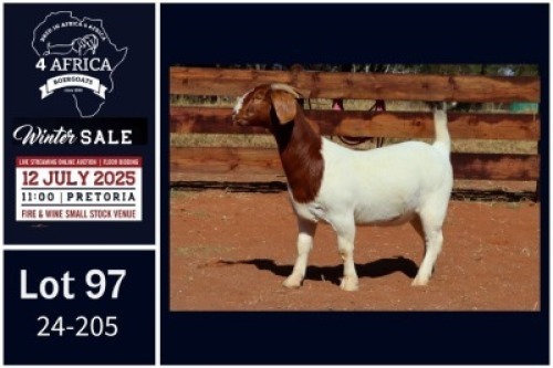 1 X BOER GOAT FLOCK ON COLOUR DOE Milamiek