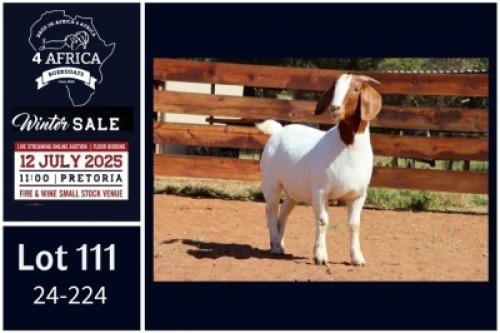 1 X BOER GOAT FLOCK ON COLOUR DOE Milamiek