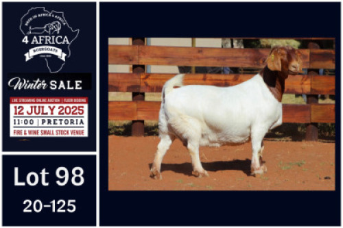 1 X BOER GOAT FLOCK ON COLOUR DOE Milamiek