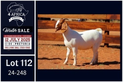 1 X BOER GOAT STUD DOE Milamiek