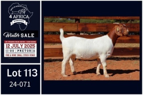 1 X BOER GOAT FLOCK ON COLOUR DOE Milamiek