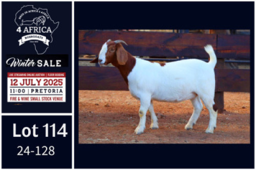 1 X BOER GOAT FLOCK ON COLOUR AND TEAT DOE Milamiek