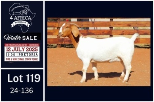 1 X BOER GOAT STUD DOE Milamiek