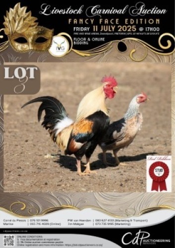2 X CHICKEN ROOSTER & HEN RED RIBBON STUD (Per animal to take the lot)