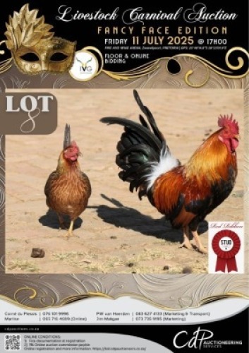 2 X CHICKEN ROOSTER & HEN RED RIBBON STUD (Per animal to take the lot)
