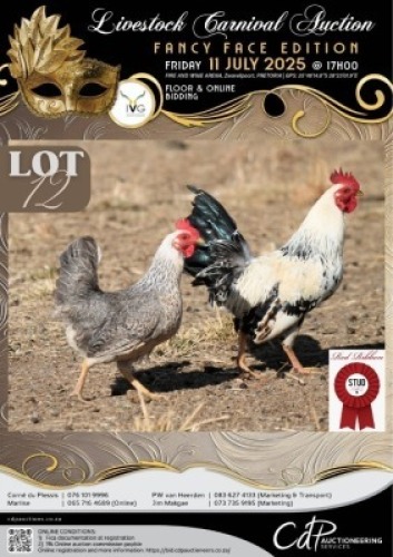 2 X CHICKEN ROOSTER & HEN RED RIBBON STUD (Per animal to take the lot)