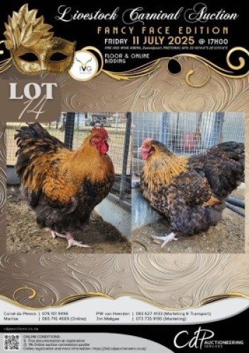 2 X CHICKEN ROOSTER & HEN LIZA-MARI JONKER (Per animal to take the lot)