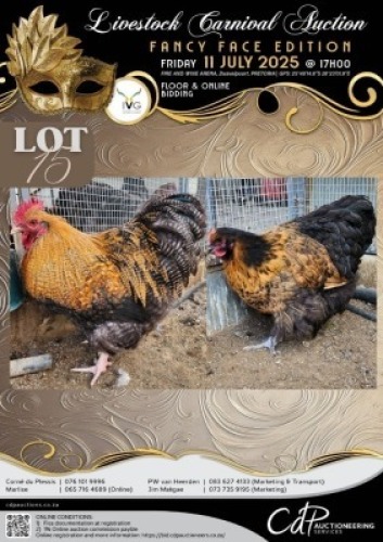 2 X CHICKEN ROOSTER & HEN LIZA-MARI JONKER (Per animal to take the lot)