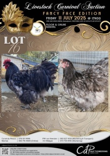 2 X CHICKEN ROOSTER & HEN LIZA-MARI JONKER (Per animal to take the lot)