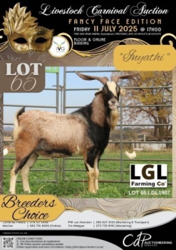 1 X IVG NGUNI / MBUZI GRADED BUCK LGL FARMING CO