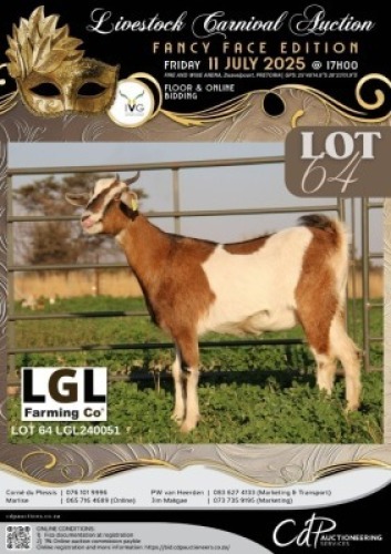 1 X IVG NGUNI / MBUZI GRADED PREGNANT DOE LGL FARMING CO