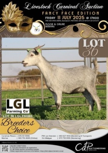 1 X IVG NGUNI / MBUZI GRADED PREGNANT DOE LGL FARMING CO