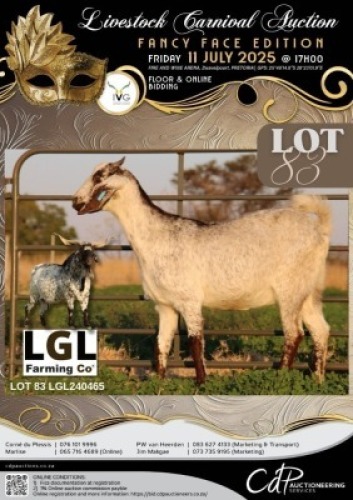 1 X IVG CAPE SPECKLED GRADED PREGNANT DOE LGL FARMING CO