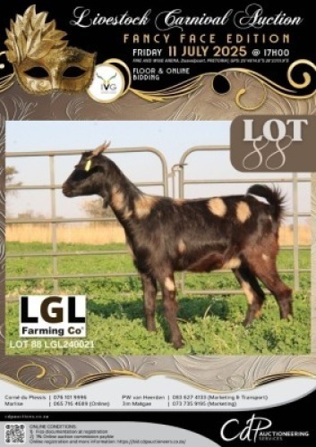 1 X IVG NGUNI / MBUZI GRADED PREGNANT DOE LGL FARMING CO