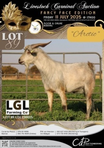 1 X IVG NGUNI / MBUZI GRADED BUCK LGL FARMING CO