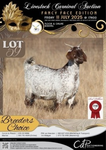 1 X IVG CAPE SPECKLED GRADED PREGNANT DOE RED RIBBON STUD