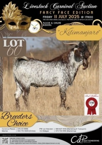 1 X IVG CAPE SPECKLED GRADED BUCK RED RIBBON STUD